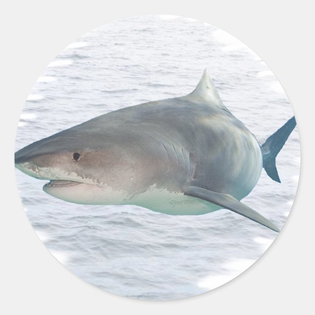 Sticker Rond Requin dans l'eau (Devant)