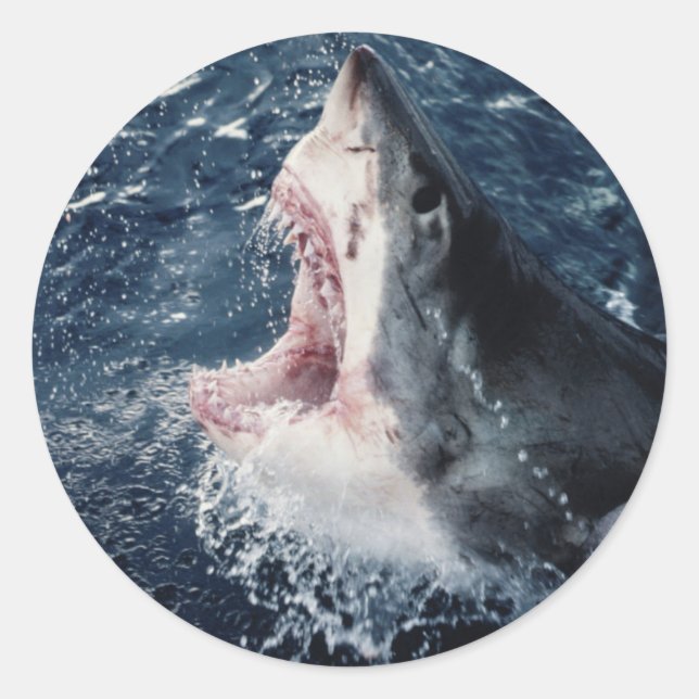 Sticker Rond Requin élevé bouche ouverte (Devant)
