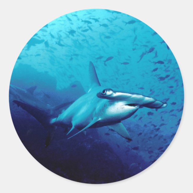 Sticker Rond requin marteau (Devant)