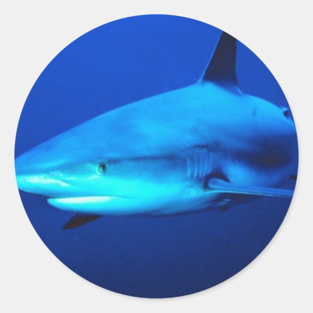 Sticker Rond requin taureau (Devant)