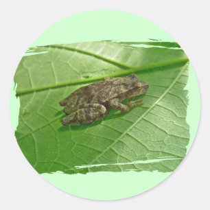 Sticker Rond Ressort Peeper (Pseudacris crucifer) Treefrog Item