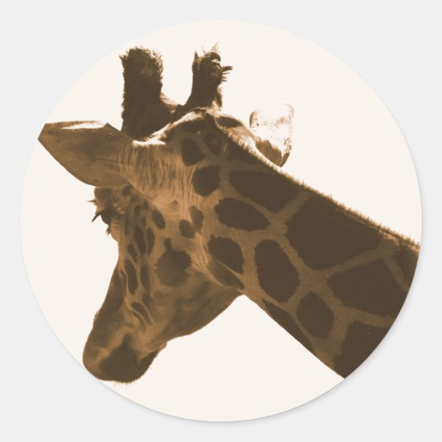 Sticker Rond Reticuler profil Giraffe (Devant)