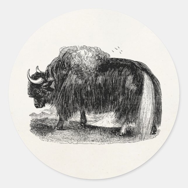 Sticker Rond Rétro illustration d'animal de yaks de yaks (Devant)