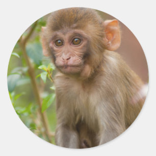 Sticker Rond Rhesus Monkey Baby, Monkey Temple, Jaipur