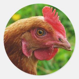 Sticker Rond Rhode Island Red Hen