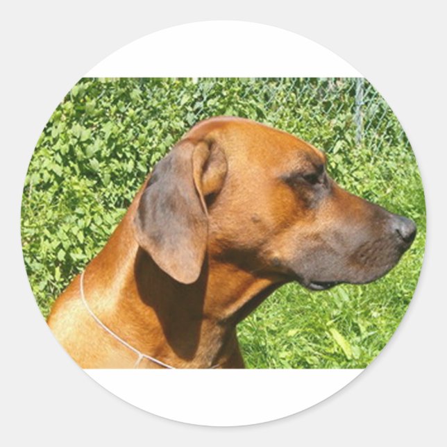 Sticker Rond rhodésien deuxième (Devant)