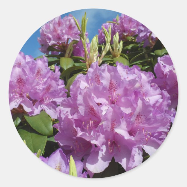 Sticker Rond Rhododendron (Devant)