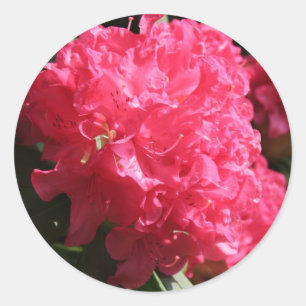 Sticker Rond Rhododendron rose