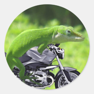 Sticker Rond Rider Hawaiian Gecko