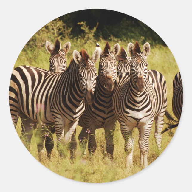 Sticker Rond Right at You - zebras safari faune (Devant)