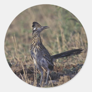 Sticker Rond Roadrunner