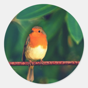 Sticker Rond Robin
