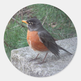 Sticker Rond Robin Photographie