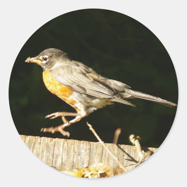 Sticker Rond Robin Rouge Bobbin (Devant)