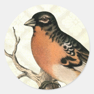 Sticker Rond Robin vintage