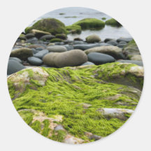 Roches de mousse verte