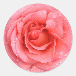 Sticker Rond Romantique Rose rose rouge gouttes d'eau