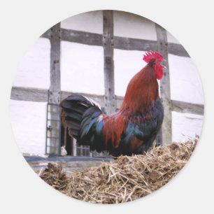 STICKER ROND ROOSTER