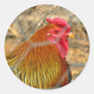 Sticker Rond Rooster