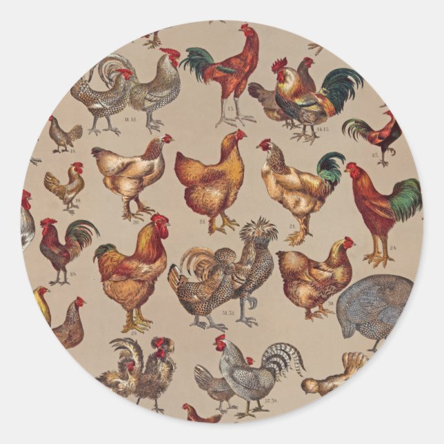 Sticker Rond Rooster Poulet de la ferme Pays Animal (Devant)