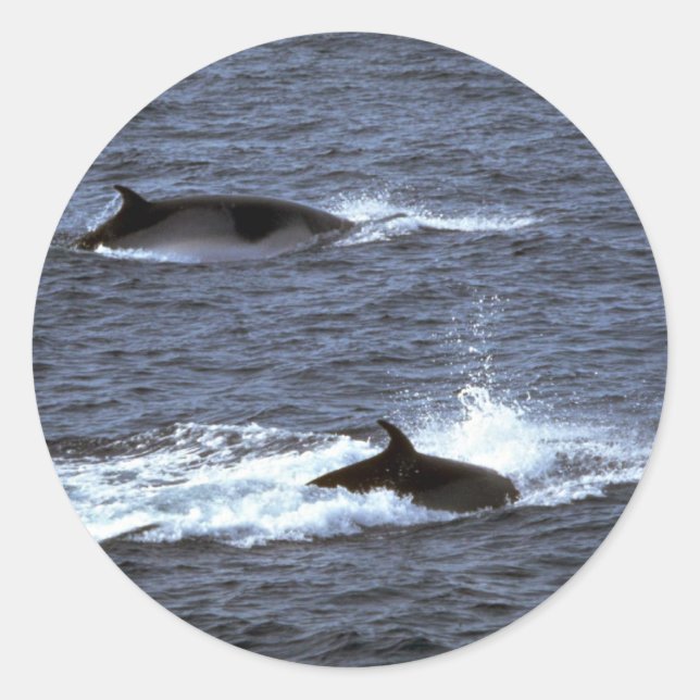 Sticker Rond Rorqual (Devant)