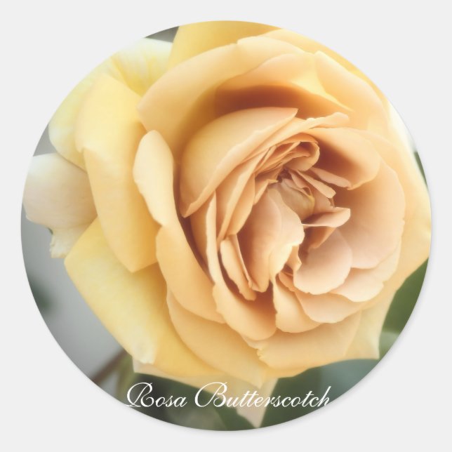 Sticker Rond Rosa Butterscotch：Seal (Devant)