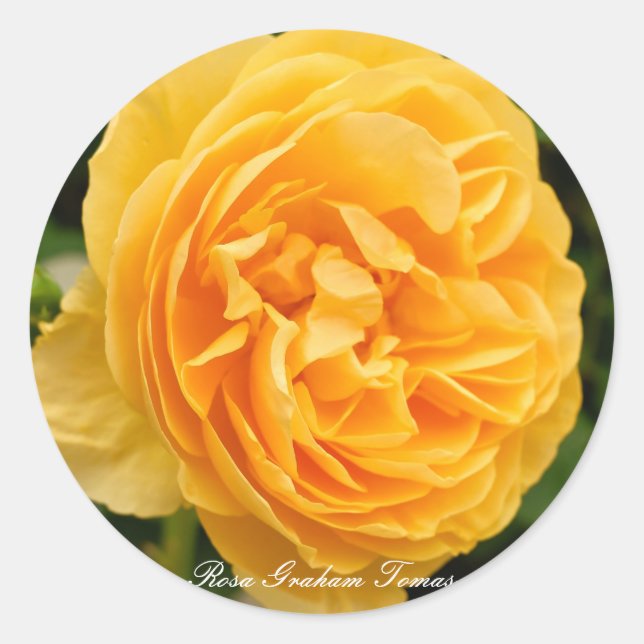 Sticker Rond Rosa Graham Tomas [Round Seal] (Devant)