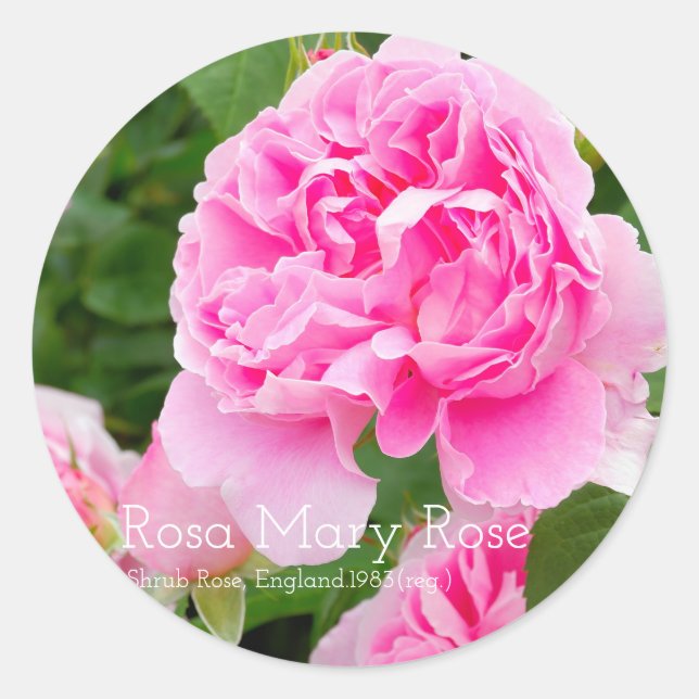 Sticker Rond Rosa Mary Rose [Round Seal] (Devant)