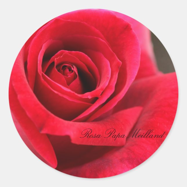 Sticker Rond Rosa Papa Meilland (Devant)