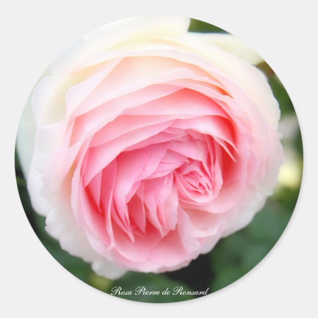 Sticker Rond Rosa Pierre de Ronsard：Round Seal (Devant)