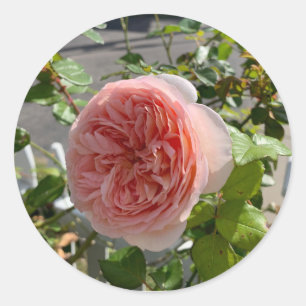 Sticker Rond Rosa x centifolia (Rose de mai ou Rose chou) autoc