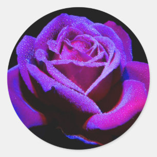 Sticker Rond Rose