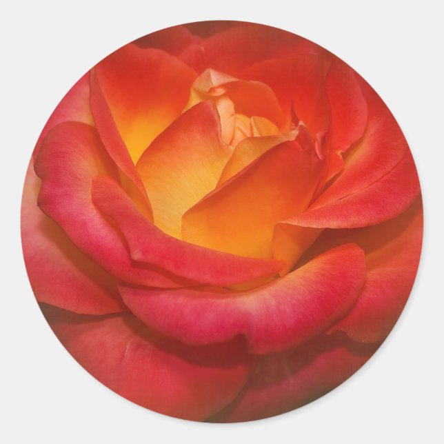Sticker Rond Rose à flamme sur parchemin (Devant)