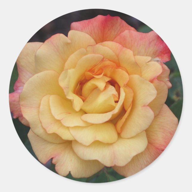 Sticker Rond Rose Beautiful Pink and Yellow Floral (Devant)