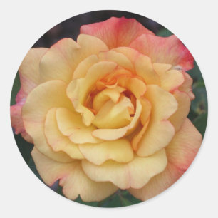 Sticker Rond Rose Beautiful Pink and Yellow Floral