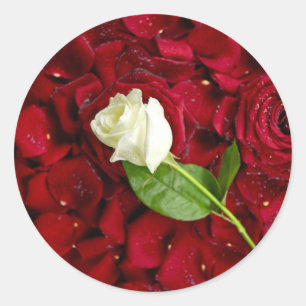 Sticker Rond Rose blanche sur pétales rouges