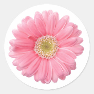 Sticker Rond ROSE DAISY simple Fleur blanche Arrière - plan P06