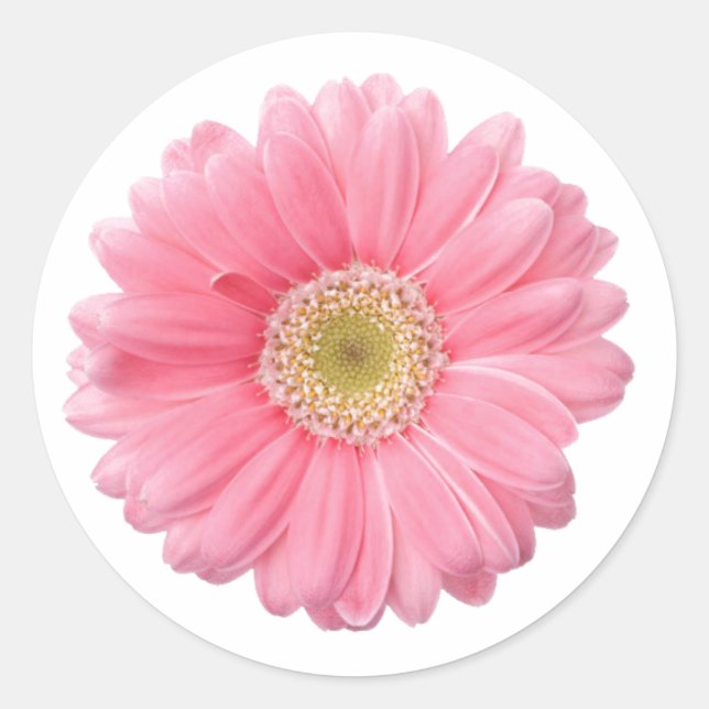 Sticker Rond ROSE DAISY simple Fleur blanche Arrière - plan P06 (Devant)