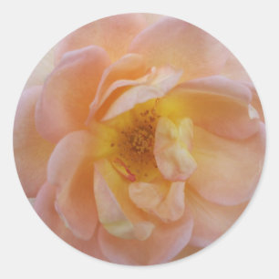 Sticker Rond Rose de couleur pêche