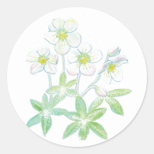 Sticker Rond Rose de Noël, Illustration de Helleborus niger