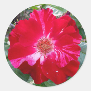 Sticker Rond Rose de panier ~ Une seule fleur