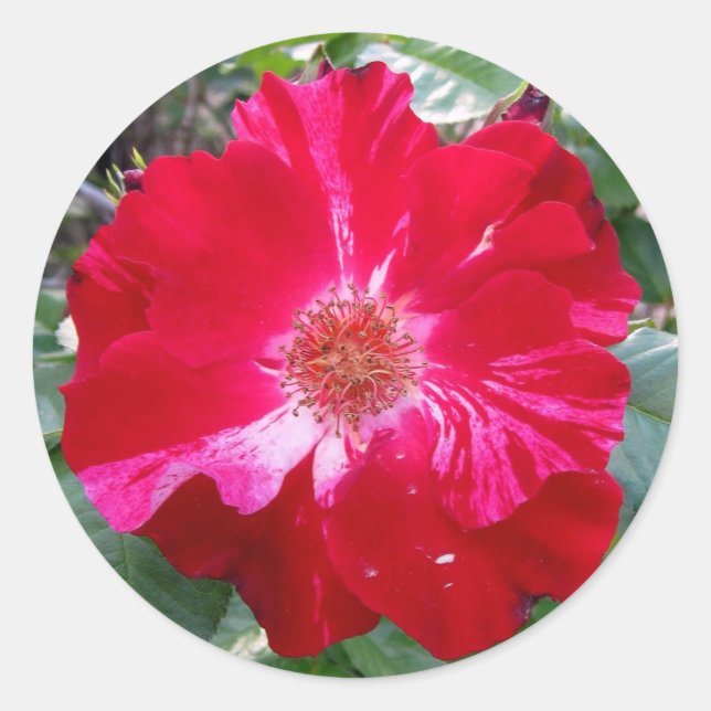 Sticker Rond Rose de panier ~ Une seule fleur (Devant)
