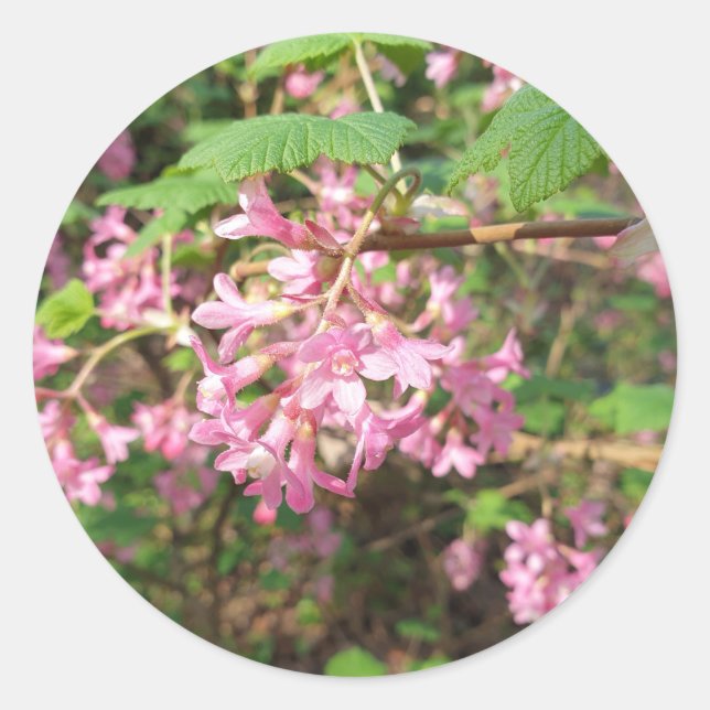 Sticker Rond Rose de Pokey dans le parc (Devant)