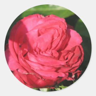 Sticker Rond Rose de thé de Mlle All-American Beauty Hybrid 09