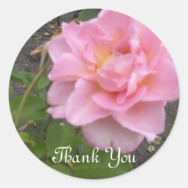 Sticker Rond Rose délicate Merci (Devant)