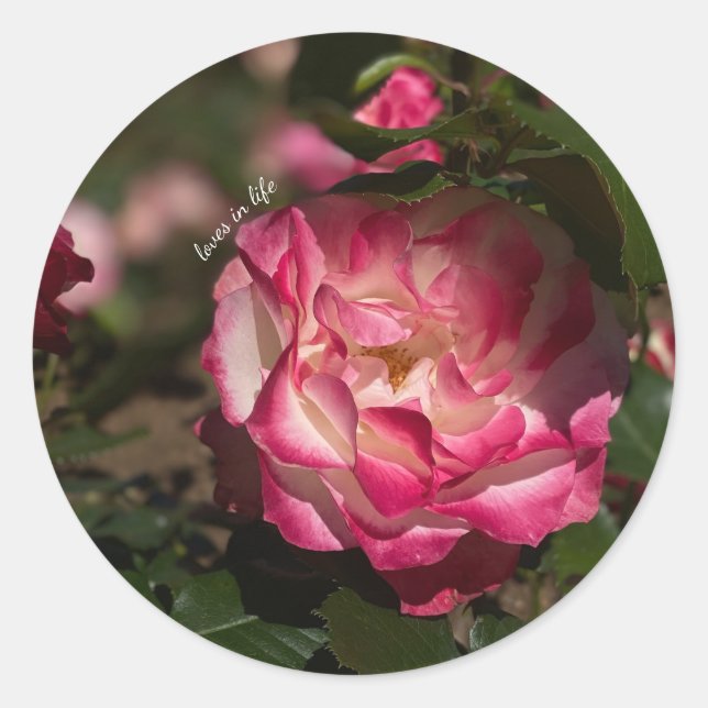 Sticker Rond Rose et Rose blanche (Devant)