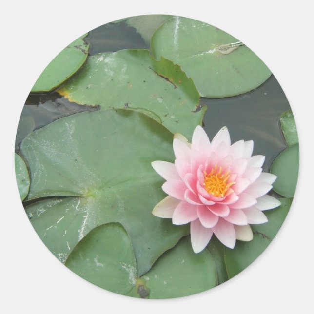 Sticker Rond Rose et vert Lily Pad jolie photo (Devant)