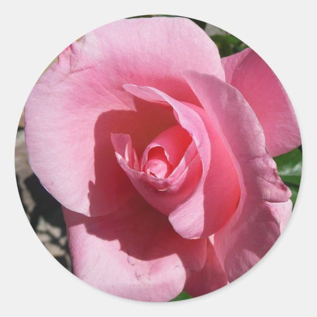 Sticker Rond Rose III Jardin Floral (Devant)