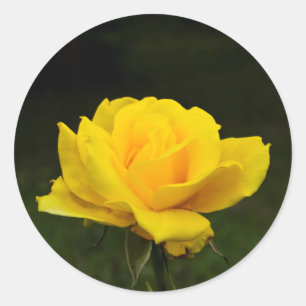 Sticker Rond Rose jaune