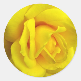 Sticker Rond Rose jaune